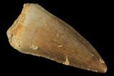 Mosasaur (Prognathodon) Tooth - Morocco #101037-1